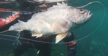 İstilacı balık türü İzmit Körfezi’nde görüldü