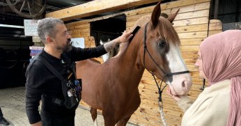 Atların bakımına kuaför dokunuşu