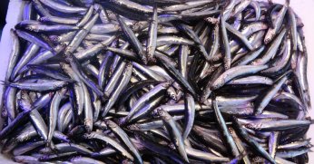 Hamsi tezgahta yenildiği palamudu ihracatta solladı