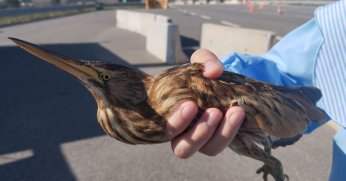 Bitkin haldeki balaban kuşu koruma altına alındı