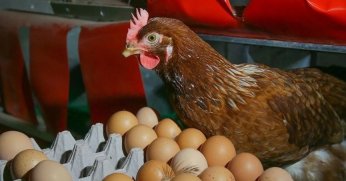 Tavuk yumurtası üretimi yıllık yüzde 2,8 arttı