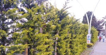 Ağaçlarda budama çalışması