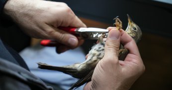 Ormanya’da 3 bin kuş halkalandı