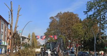 Amiral Sağlam’da ağaçlar budandı