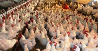 Tavuk eti üretimi eylülde yıllık yüzde 11,8 arttı