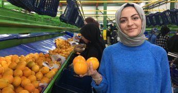 Narenciyede ihracat hızlandı