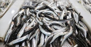 10 aylık hamsi ihracatı 12,3 milyon doları aştı