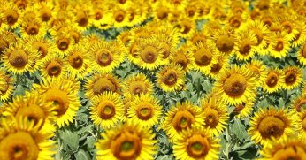 Ayçiçeği yağında gümrük vergileri yeniden düzenlendi