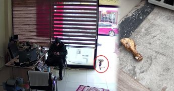 Gölcük’te ilginç olay… Köpek, esnafa vefa borcunu ödedi