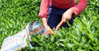 2024 yılında yaş çay rekoltesi 1 milyon 438 bin ton oldu