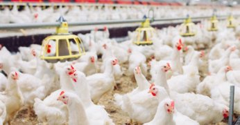 Tavuk eti üretimi kasımda yıllık yüzde 7,2 arttı