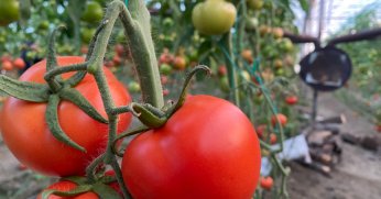 Ocakta domatesin miktarı ve fiyatı arttı