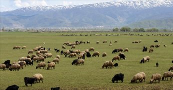 Hayvancılığa Destek Projesi kırmızı et üretimini artıracak