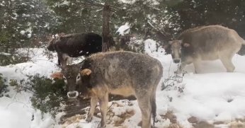 Kara rağmen büyükbaş hayvanlar otlanmaya çıktı