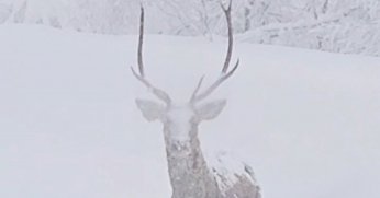 Karla kaplı alanlarda kızılgeyik güzelliği