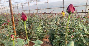 Sevgililer Günü, gül üreticisinin yüzünü güldürecek