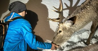 Kızılgeyiği bisküvi ile besleyip poz verdiler