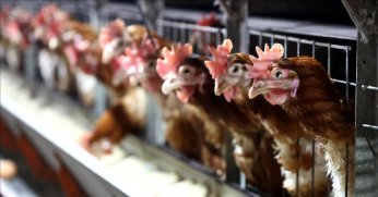 Türkiye’de geçen yıl 2,5 milyon tonu aşkın tavuk eti üretildi