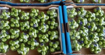 Kilosu 8 bin lira, ihracat talebine yetişilemiyor