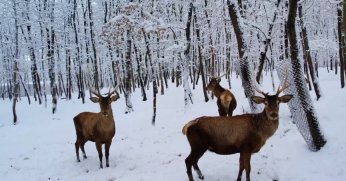 Kar yağışının getirdiği güzellikleri keşfettiler