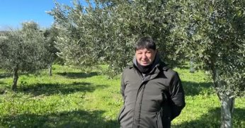 Soğuk hava zeytin üreticilerini sevindirdi