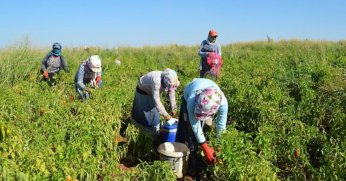 Tarım işçilerinin günlük ücretleri yüzde 84,2 arttı