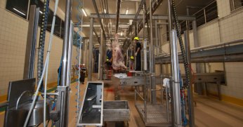 Büyükşehir mezbahasında sağlıklı ve güvenilir hizmet