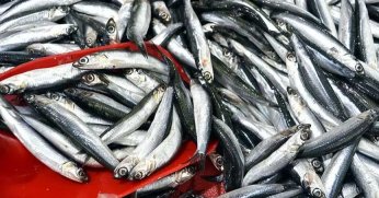 Hamsi ihracatından 6 ayda 7 milyon 217 bin dolar gelir