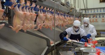 Tavuk eti üretimi ocakta yıllık bazda yüzde 14,9 arttı