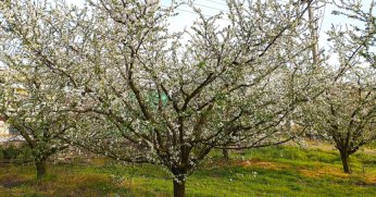Kocaeli’de meyve ağaçları çiçek açtı
