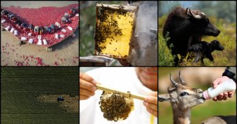 Türkiye, tarımsal hasılada dünyada 8’inci sırada