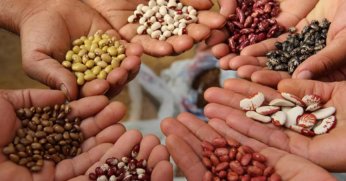 Türkiye tohum sektöründe  küresel oyuncu haline geldi   