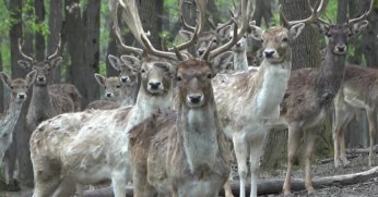 Kızıl Geyikler için boynuz döküm zamanı