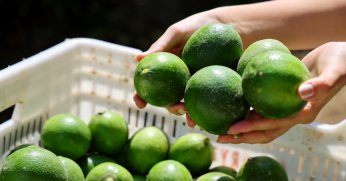 Limonda stokçuların oyunu ortaya çıktı