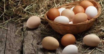 Tavuk yumurtası üretimi yıllık yüzde 10,8 azaldı