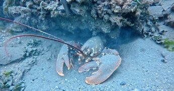 İzmit Körfezi’nde dev ıstakoz görüntülendi