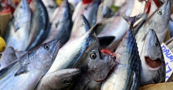 Bu sezon denizlerde palamut bolluğu yaşandı