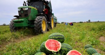 Karpuzun üretim merkezinde fiyat beklentisi 10 lira