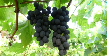 Turfanda ‘siyah inci’ hasadı başladı