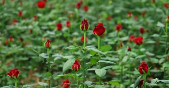 Anneler Günü öncesi çiçekçilerde yoğunluk