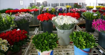 Anneler Günü için 30 ülkeye çiçek ihraç edildi