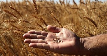 Bitki ıslahı, hastalıklara karşı kalkan oluyor