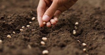 Türkiye’nin tohum ve fide üretimi arttı