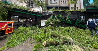 Şiddetli rüzgarda devrilen  ağaç kafede hasara yol açtı