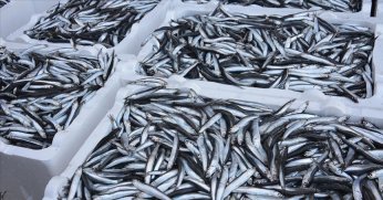 4 ayda bin 385 ton hamsi ihraç edildi