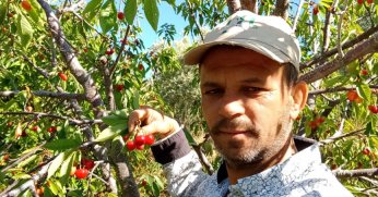 Napolyon kirazı fiyatıyla  üreticinin yüzünü güldürdü