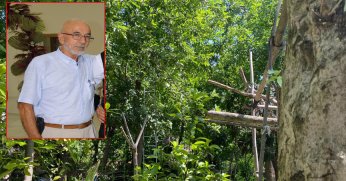 Ağaçtan düşen yaşlı  adam yaşamını yitirdi