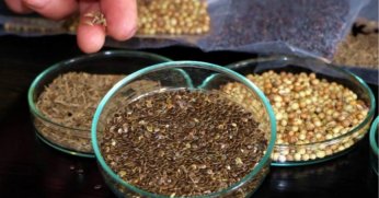 Tohumda AR-GE’ye desteğin  yerliliği artırması bekleniyor