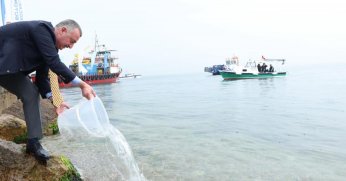 Ulaşlı’da 6 bin balık denizle buluştu