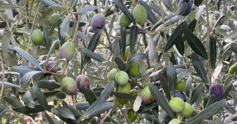 Sofralık zeytin ihracatı  yüzde 26,5 arttı